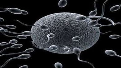 افزایش اسپرم مردان با مواد ارگانیک خانگی