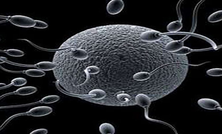 افزایش اسپرم مردان با مواد ارگانیک خانگی