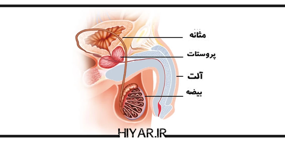 ظاهر آلت تناسلی مرد از چند قسمت تشکیل شده است