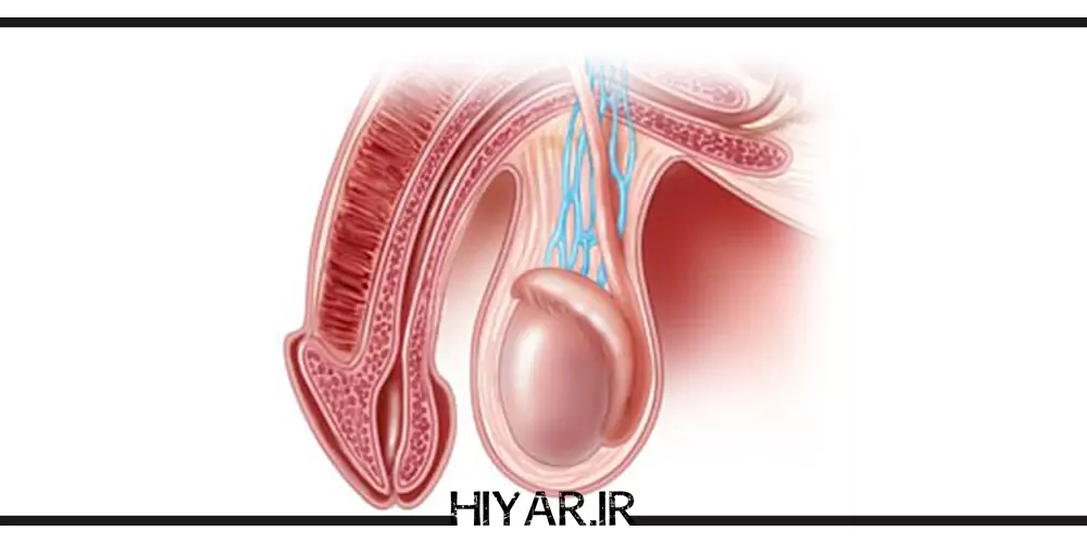 علت و دلیل درد بیضه چیست؟