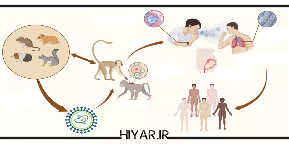 آبله میمون چیست؟ بیماری، انتقال، پیشگیری و درمان