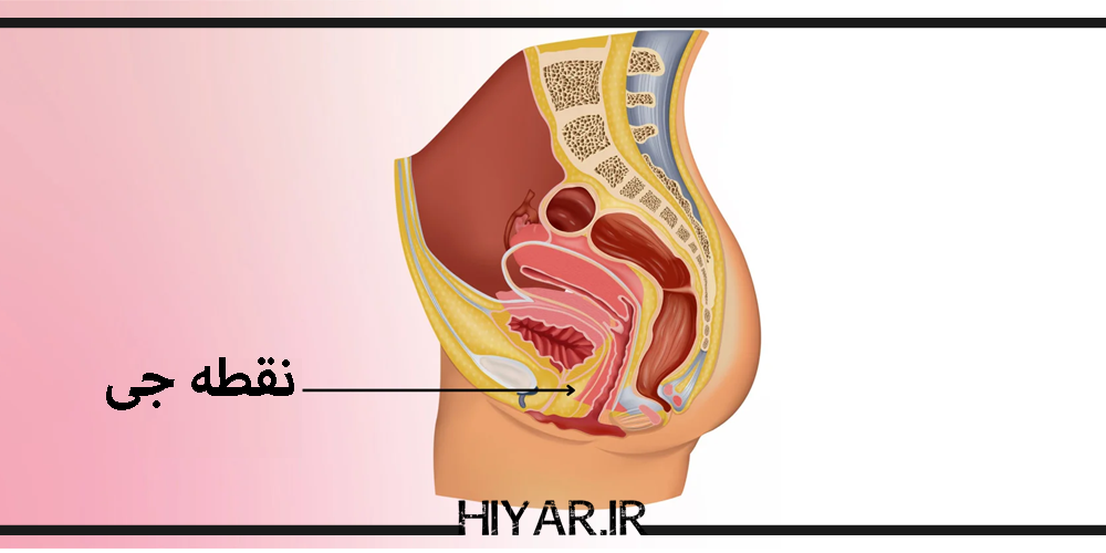 چگونه نقطه جی خود را پیدا کنید، موقعیت و نحوه پیدا کردن نقطه جی