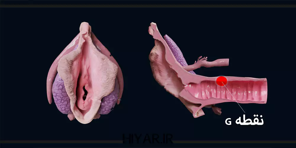 نقطه G ( جی ) کجاست و چگونه آن را تحریک کنیم